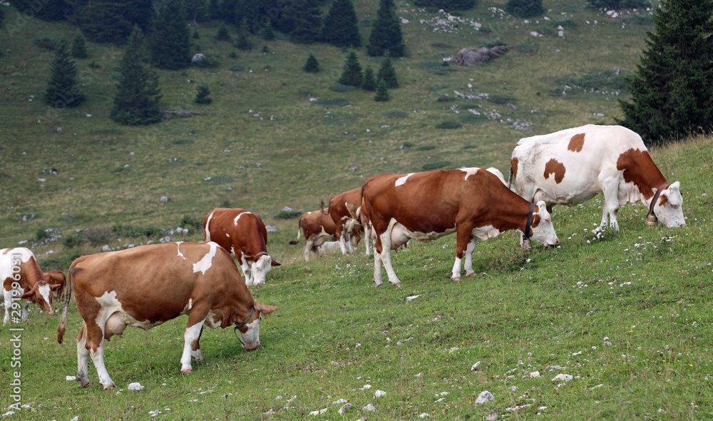 many brown and white cows