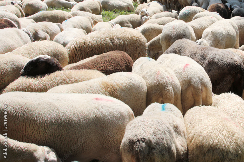 woolly fur of sheep with lots of sheep grazing woolly fur of sheep with lots of sheep grazing