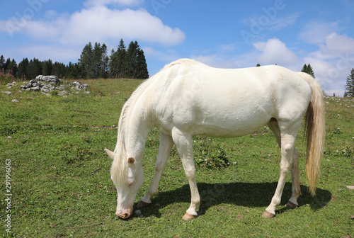 albino young horse while grazing in mountain © ChiccoDodiFC