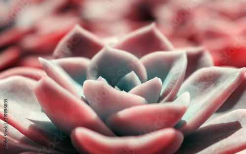 Beautiful pink echeveria (cactus) close-up macro soft focus spring outdoor on a soft blurred background. Romantic soft gentle artistic image.