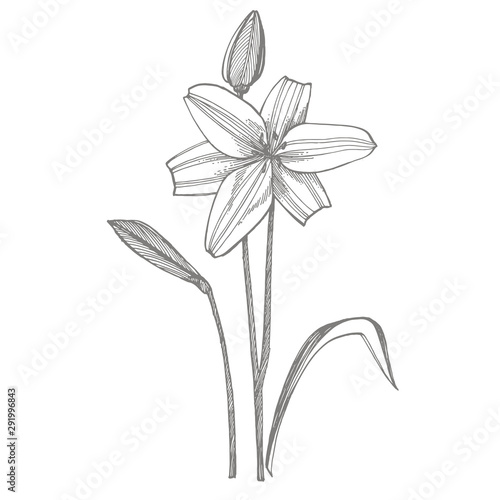Lily flowers. Botanical illustration. Good for cosmetics  medicine  treating  aromatherapy  nursing  package design  field bouquet Hand drawn wild hay flowers