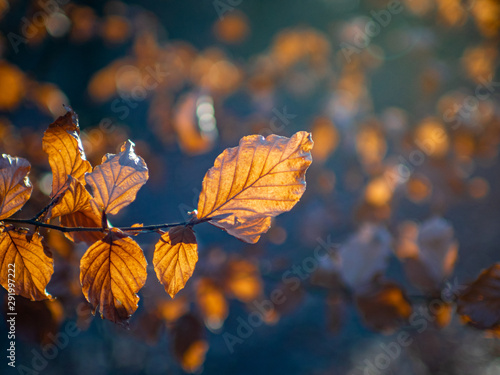 Bunte Blätter in Herbstsonne