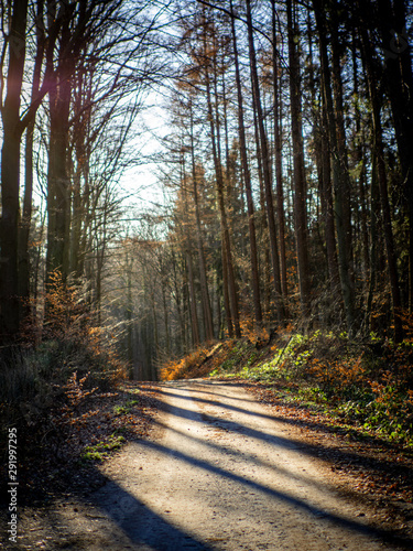 Waldweg in der Sonne