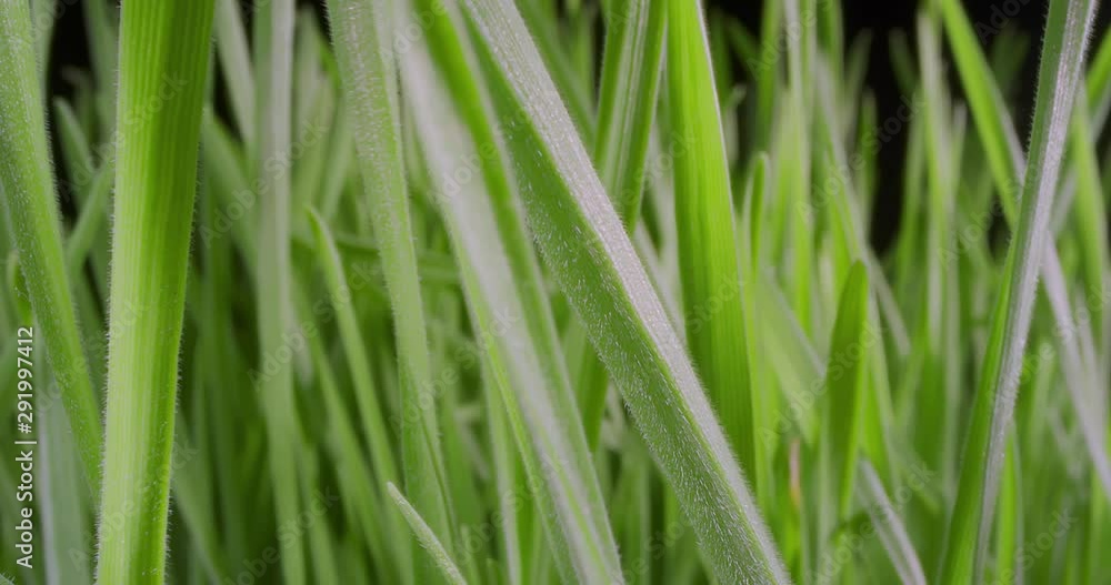 Growing Green Grass Wheat On With Water Drops. Extreme Macro. Growing Green Grass Wheat On With Water Drops. Extreme Macro.