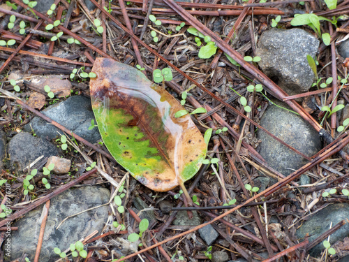 Fallen leaf puddle after first rain of season. photo