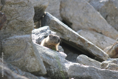 Alpine marmot sitting on a rock looking around