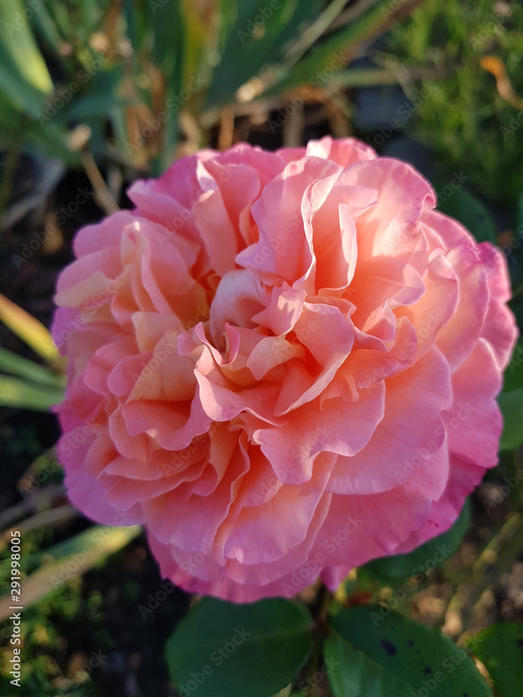 Rosa Rose im Garten wunderschön Rosa Rose im Garten wunderschön