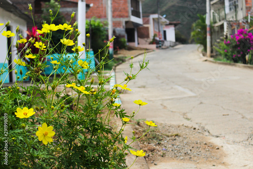 Photography of yellow flowers in a side of the road, with blurred houses as background.