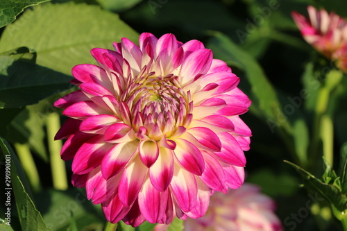 Dahlie in einem Garten