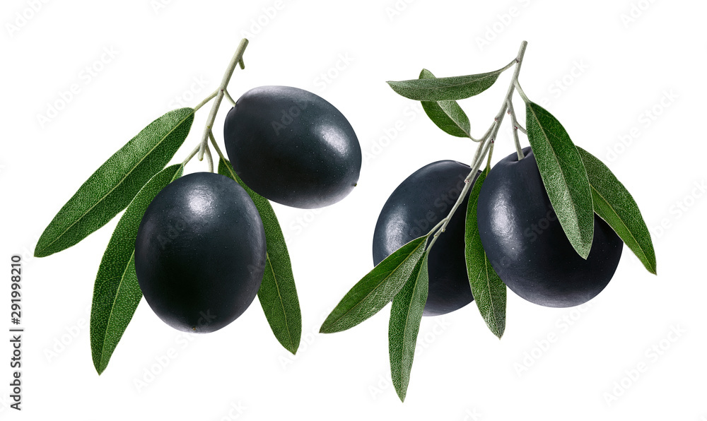 Branches of black olives isolated on white background. Package design elements with clipping path Branches of black olives isolated on white background. Package design elements with clipping path