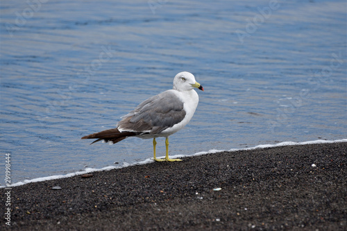 seagull on beach