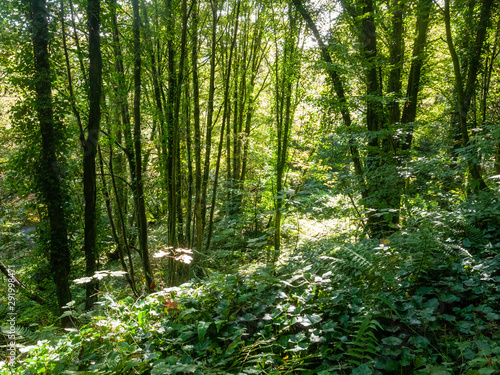 penllergare valley woods beautiful outside scenery in south wales nature