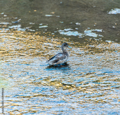 Duck in the Water