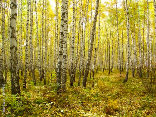 Autumn season in a birch grove. White trunks of birch trees on a background of yellow foliage. Golden autumn in Russia. Siberia. A suburb of Krasnoyarsk.