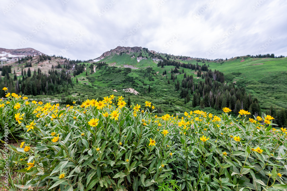 Fototapeta premium Albion Basin, Utah summer 2019 meadows trail wide angle view of yellow Arnica flowers in wildflowers season in Wasatch mountains
