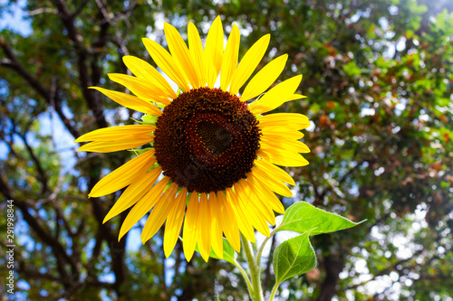 Sun Flower Towering