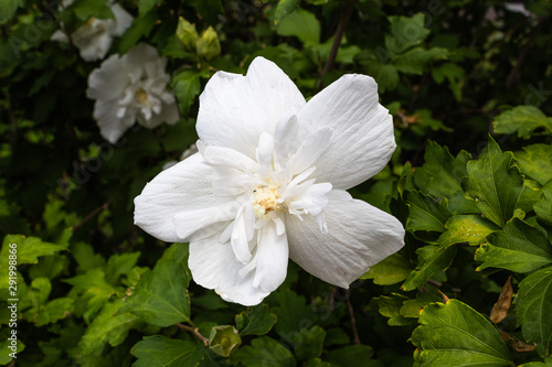White Flower Standing Tall