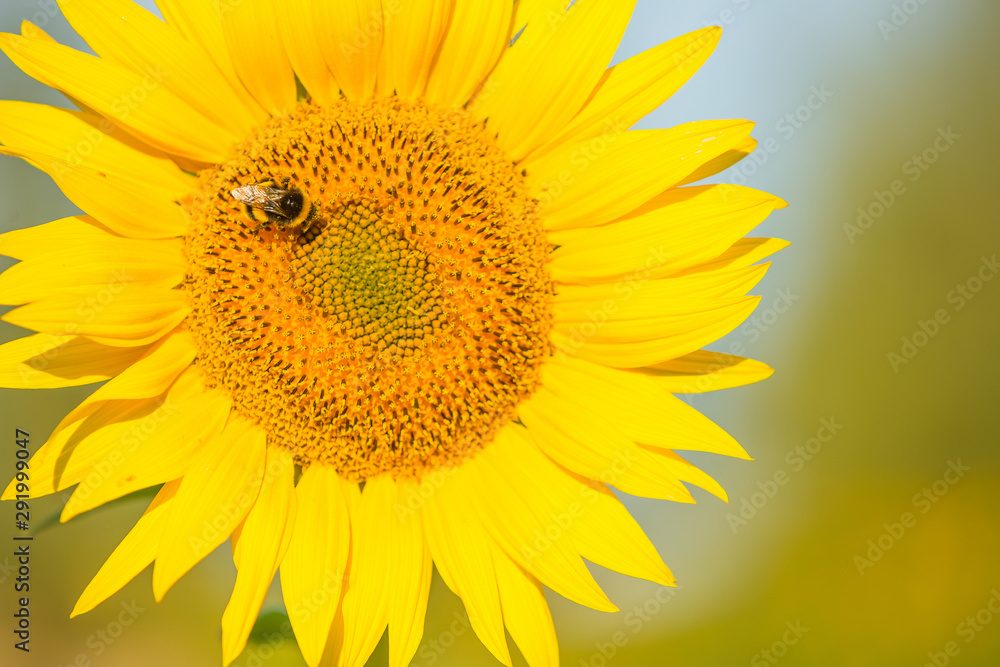 Sunflower with a bee which helps fir seeds and oil crop. Sunflower with a bee which helps fir seeds and oil crop.