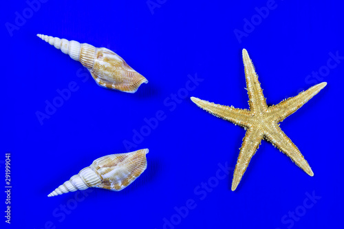bright starfish and shells close up on a blue background isolated , seashells on a table , seafood