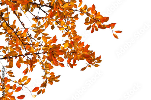 Plakat Branches with colorful autumn leaves isolated on white background. Cherry plum