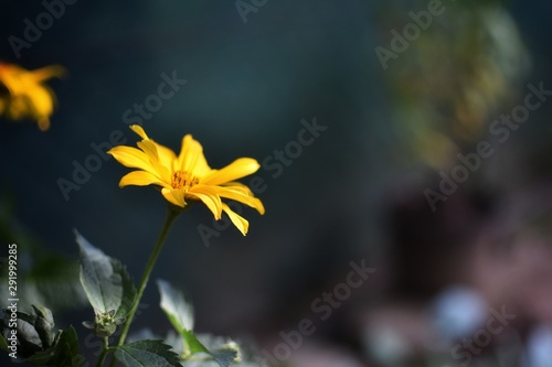 Yellow flower with dark background