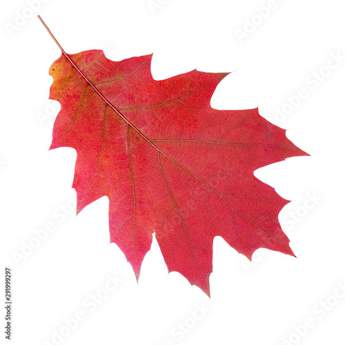 Obraz na płótnie Red autumn leaf isolated on a white background. Northern Red Oak w salonie