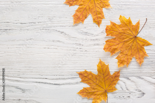 Autumn leaves of Maple on white wooden board with empty space for text or image. Flat lay.