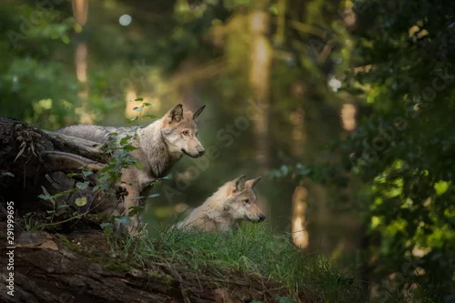 Fototapeta samoprzylepna Wilcze młode szukają rodziców podczas wschodu słońca