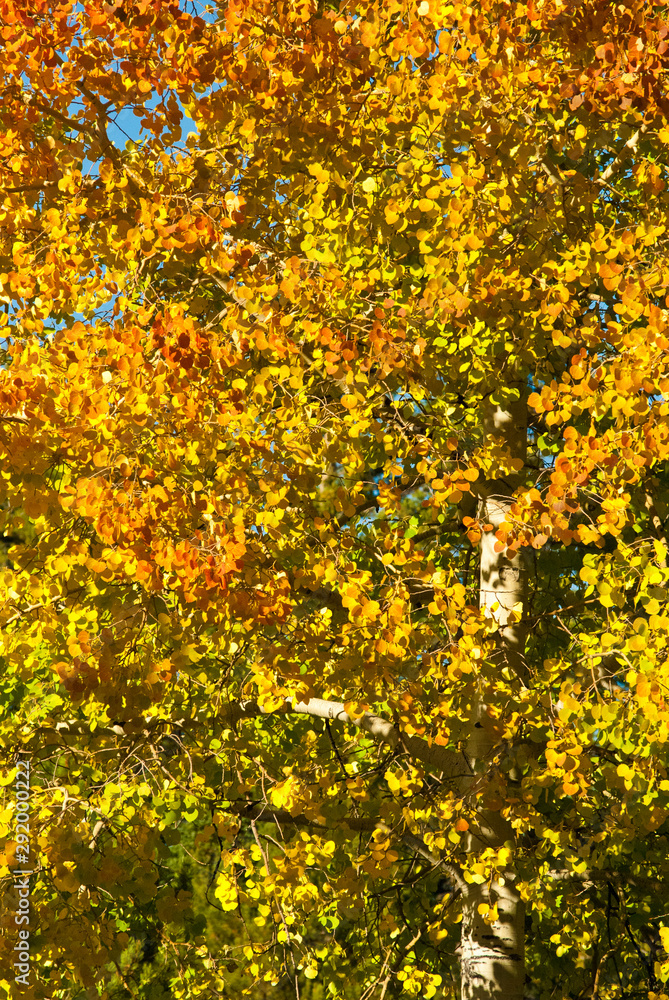 changing of the colors changing of the colors