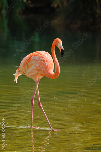 American flamingo  Phoenicopterus ruber  bird