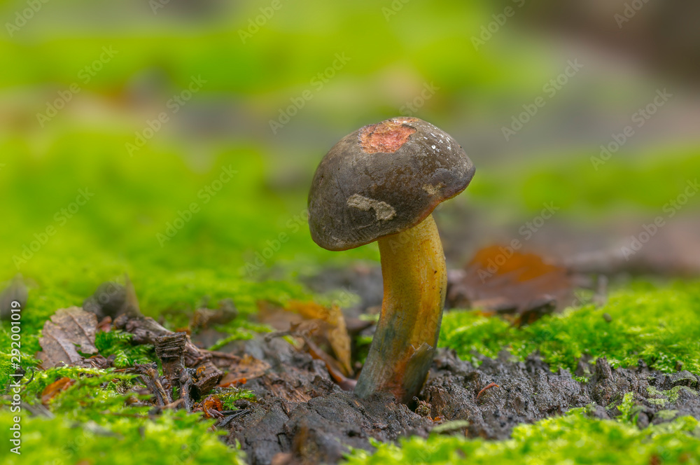 Fresh tasty mushrooms from the green forest Fresh tasty mushrooms from the green forest