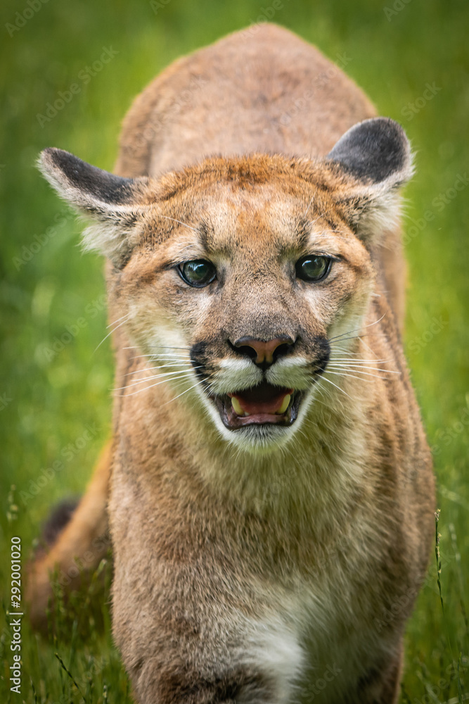 Obraz premium Juvenile Mountain Lion Portrait