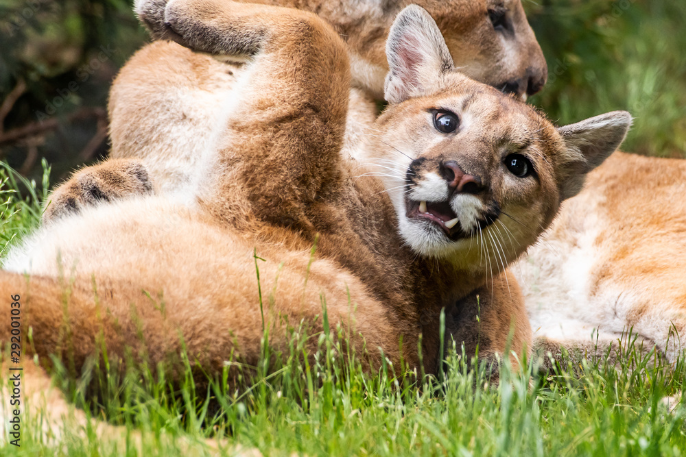Naklejka premium Juvenile Mountain Lion Playing