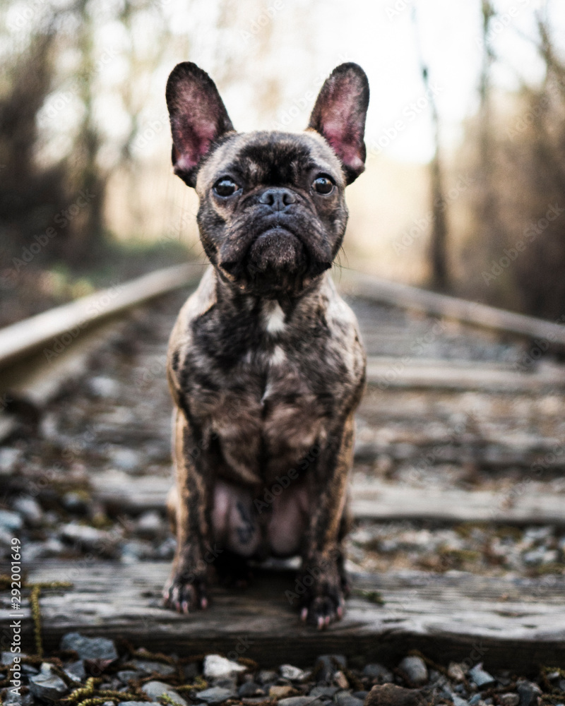 french bull dog on rail road tracks