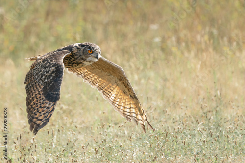 Eurasian Eagle owl (Bubo bubo) flying low above the grass. Noord Brabant in the Netherlands.