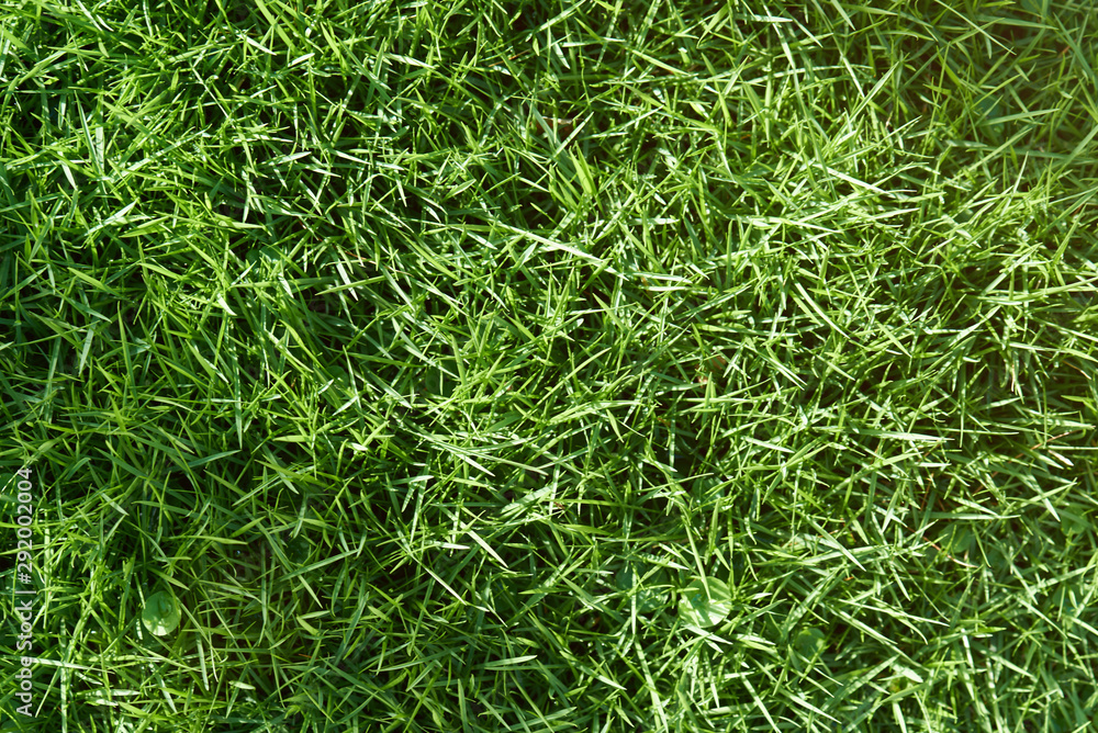 Spring young green grass Spring young green grass