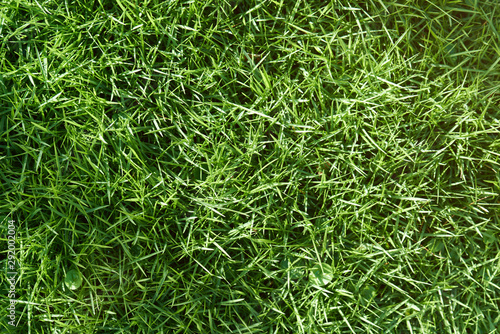Spring young green grass