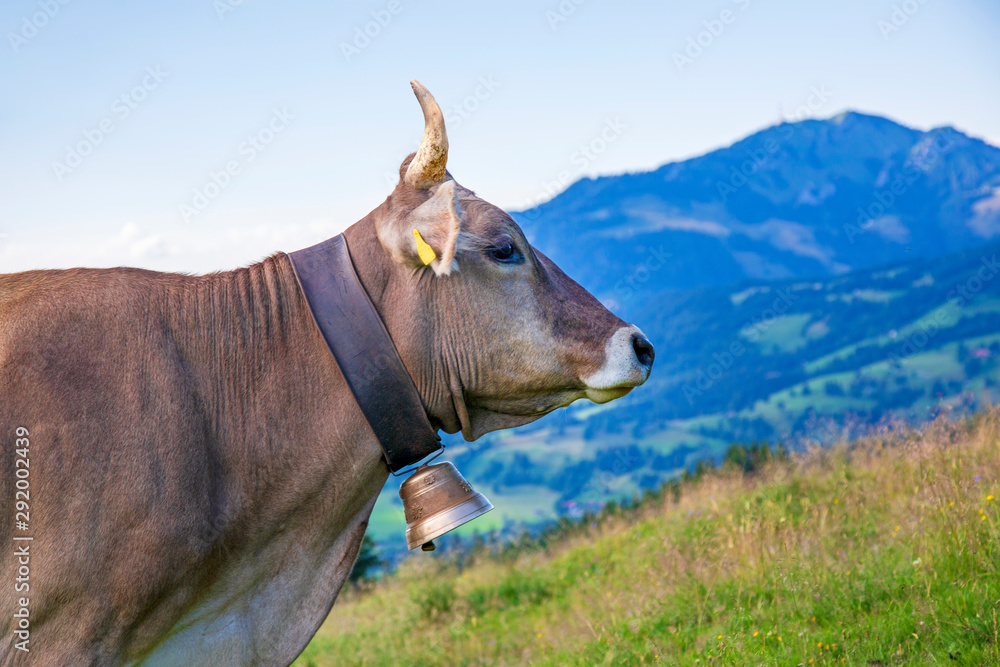 Fototapeta premium Kuh - Allgäu - Grünten - Hörner
