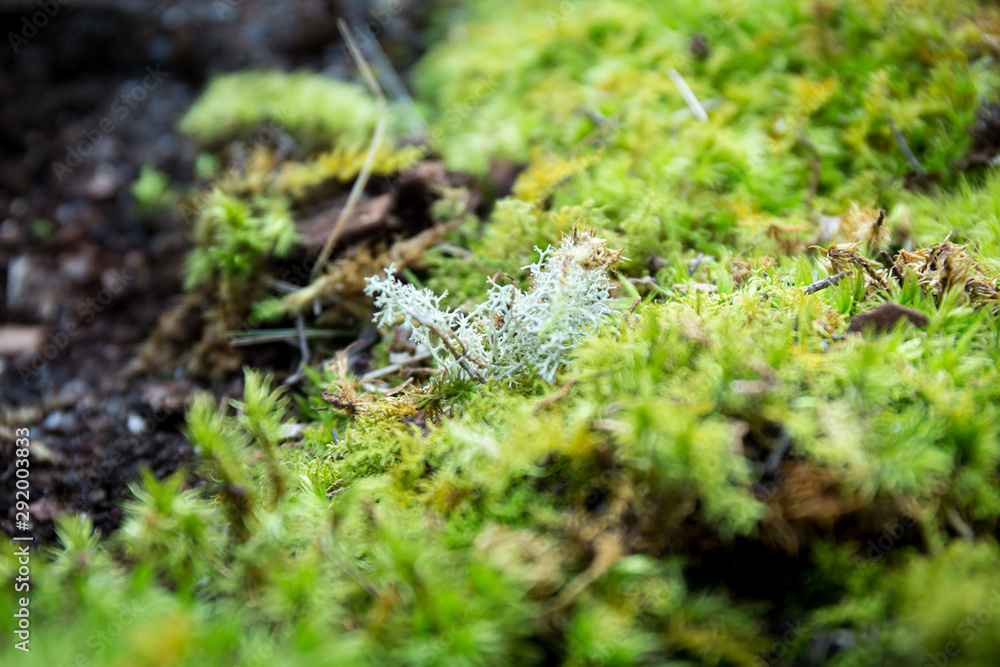 green moss on a tree green moss on a tree