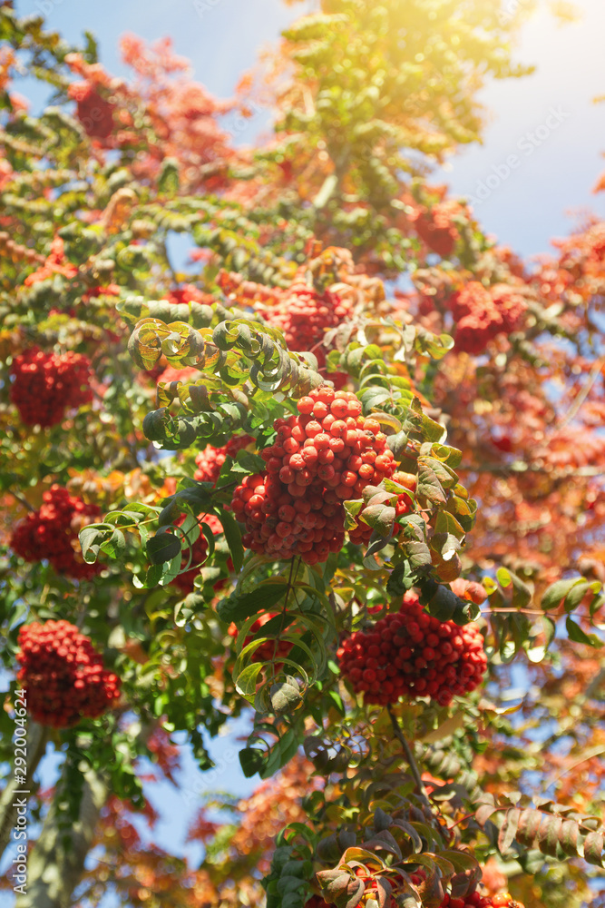 Red berries in autumn. Autumn nature landscape background. Toned and blurred Red berries in autumn. Autumn nature landscape background. Toned and blurred