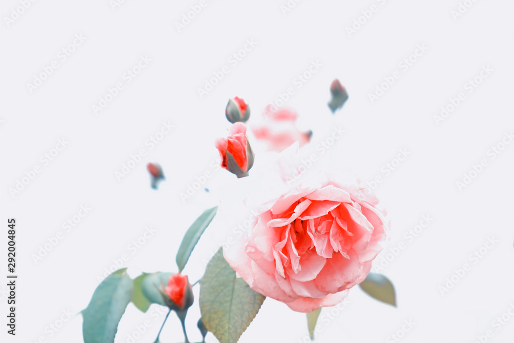 Obraz premium Roses background for valentine's day