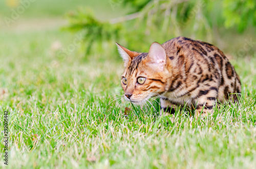 Bengal kitten in a green meadow © mityru
