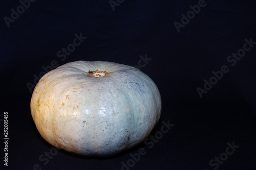 Pumpkin spotted round ripe on a black background