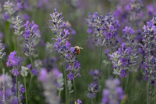 Honey bee working, pollinating, in Lavender flower fields. © Nancy
