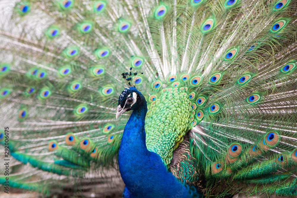 Obraz premium elegant peacock displaying its feathers