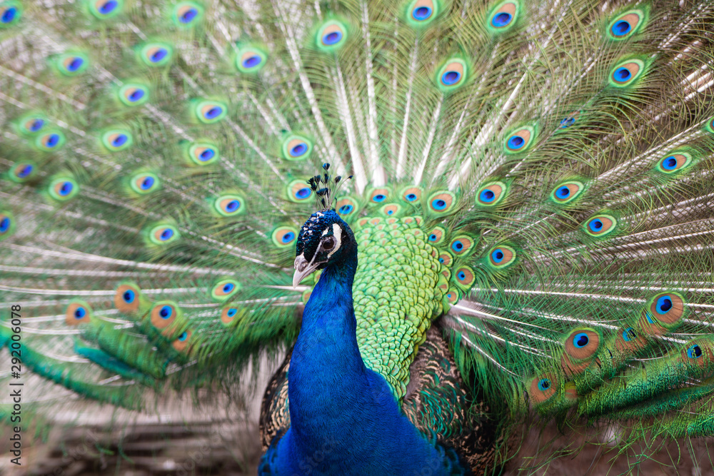 Fototapeta premium Peacock with Tail feathers extended