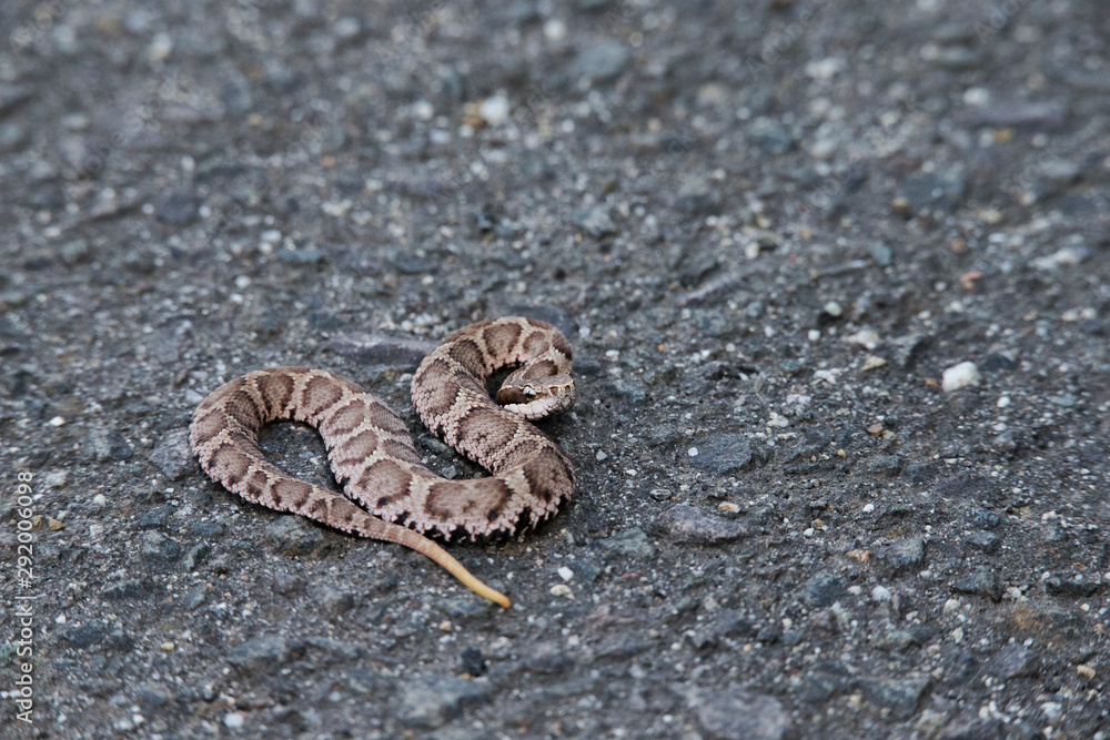 Fototapeta premium マムシ