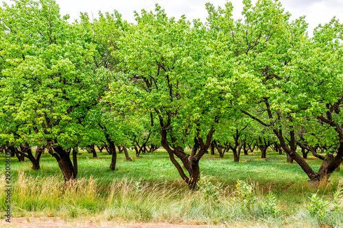 Apricots trees in orchard with green lush foliage in Fruita Capitol Reef National Monument in summer for free fruit picking photo