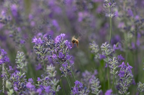 Fototapeta Naklejka Na Ścianę i Meble -  Honey bee working, pollinating, in Lavender flower fields.
