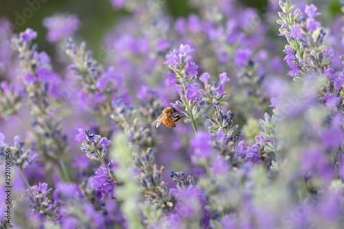 Honey bee working, pollinating, in Lavender flower fields. © Nancy